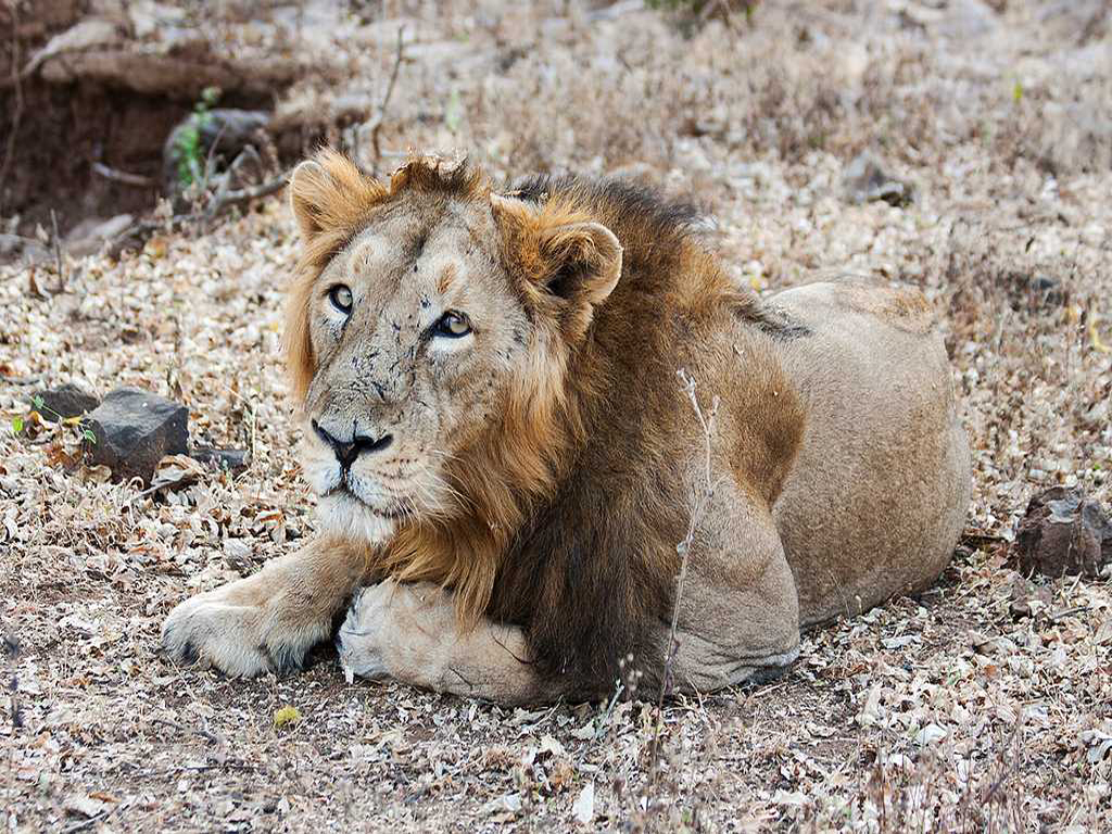 GIR-NATIONAL-PARK